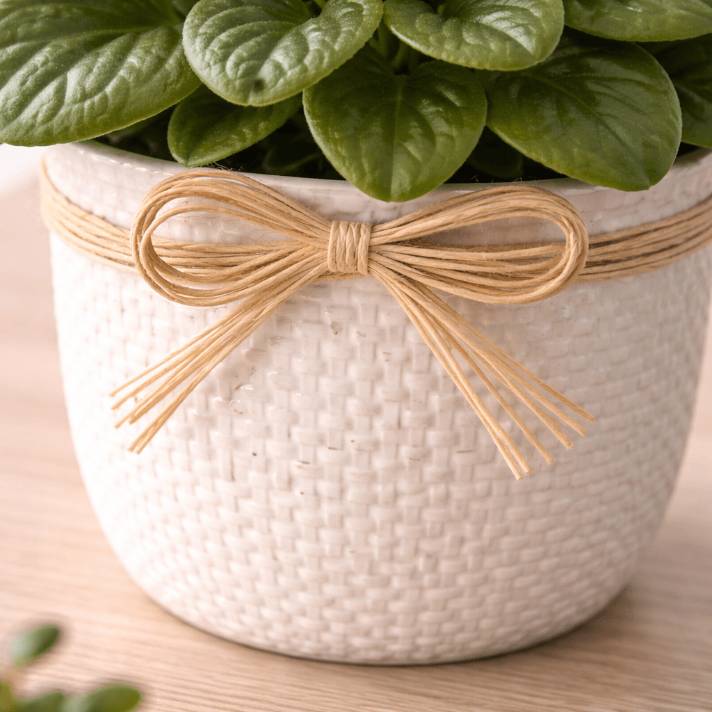 Imagem 3 Vaso de Violeta