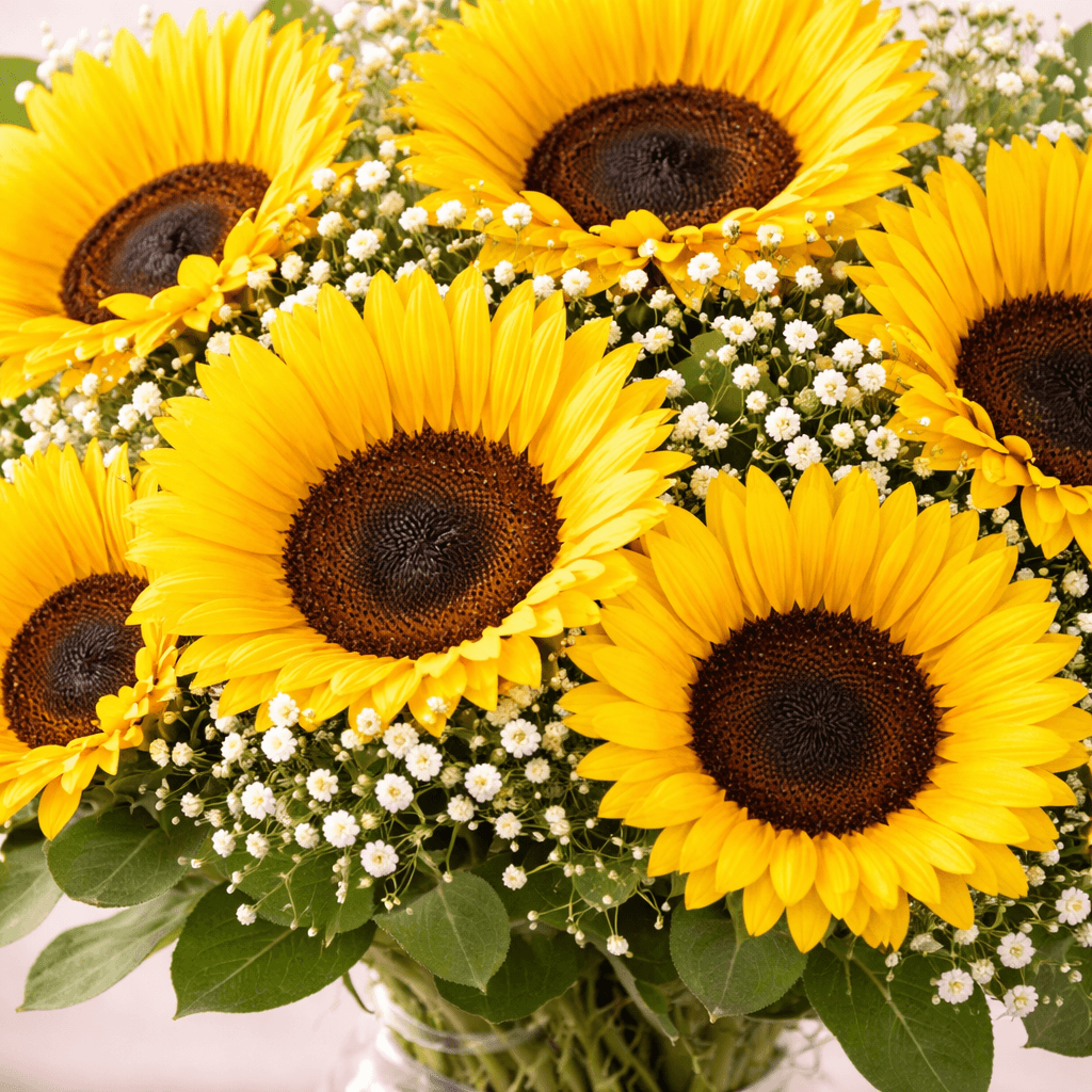 Imagem 1 Girassóis em Vaso