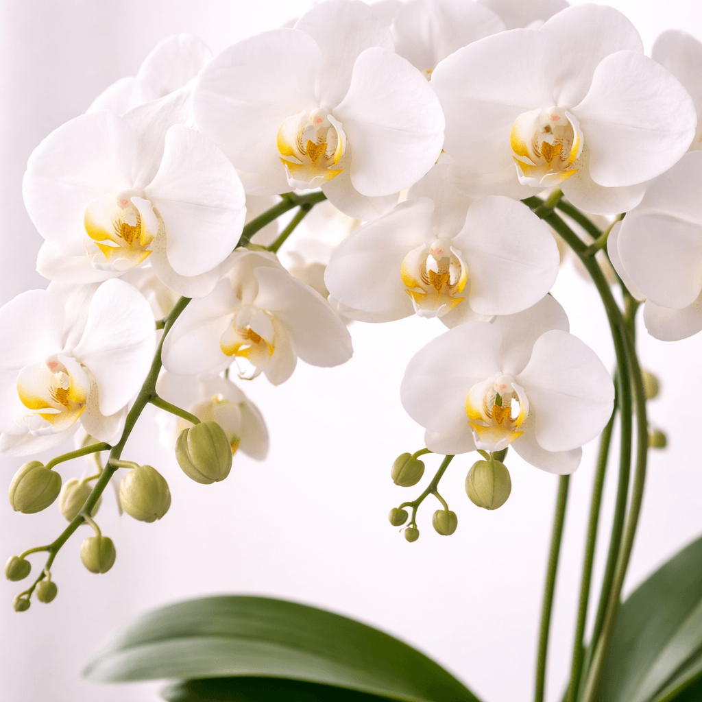 Imagem 3 Orquídea Cascata no Vidro