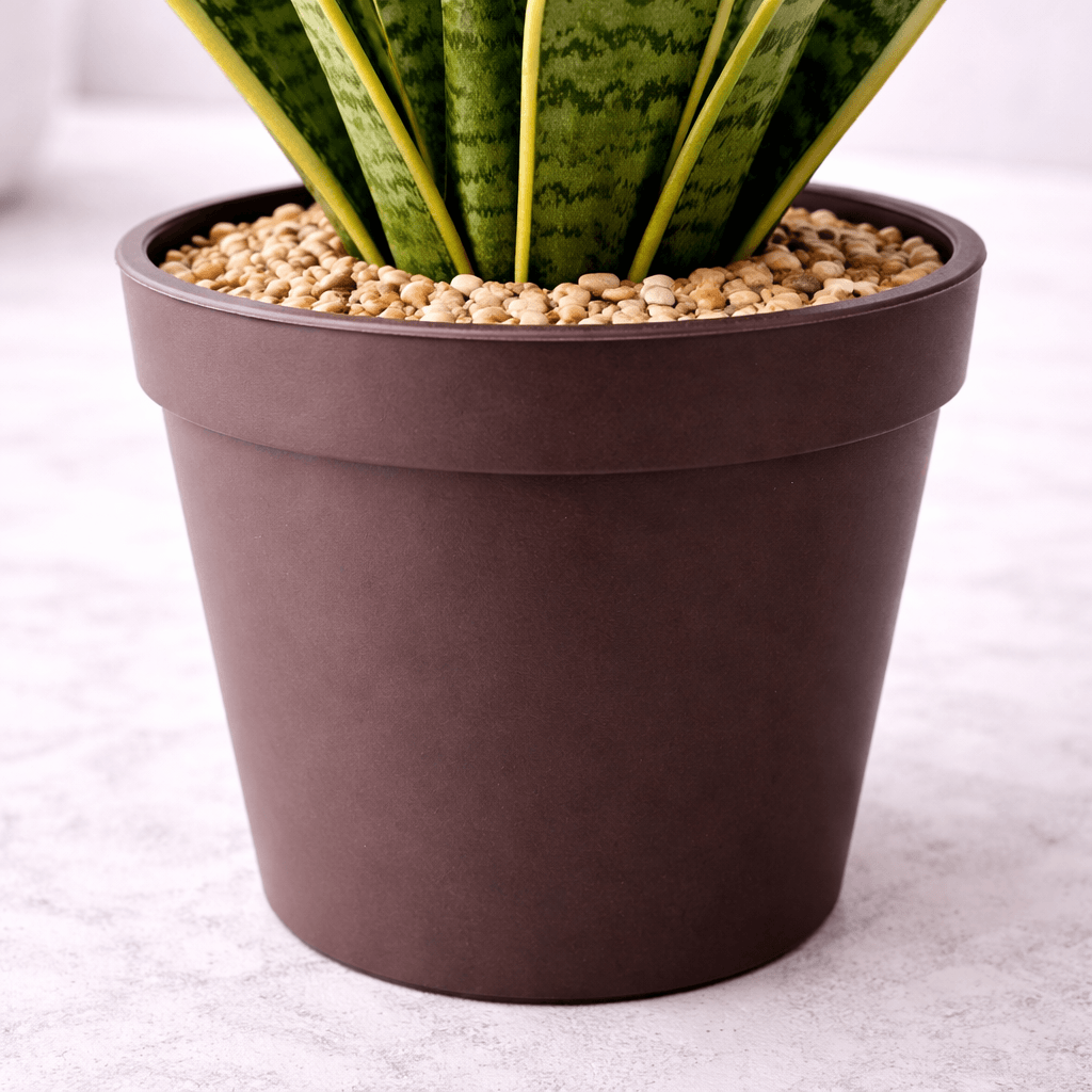 Imagem 3 Espada de São Jorge