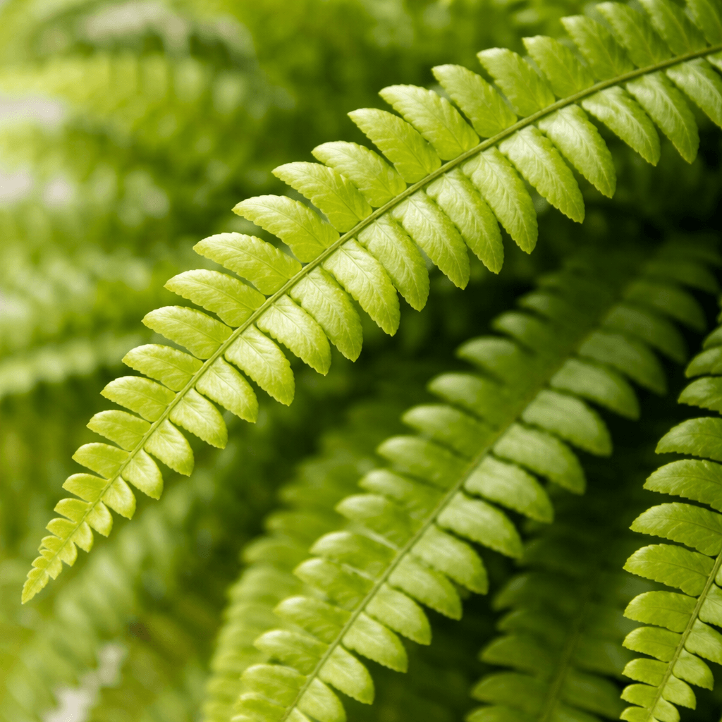 Imagem 2 Samambaia Americana na Cuia