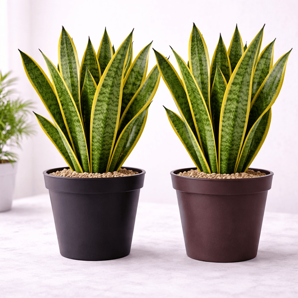 Imagem 4 Espada de São Jorge